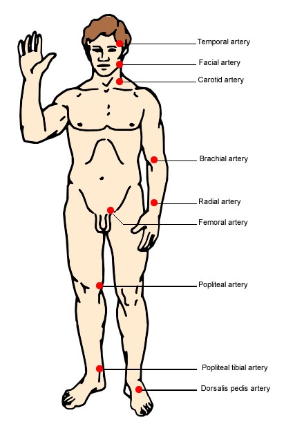 Heart Rate Measurement Points