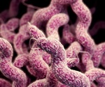 Researchers uncover key to combat Campylobacter infections