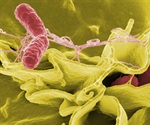 New approach may reduce time to identify Salmonella strains, say researchers