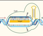 A beginner’s guide to CRISPR genome editing