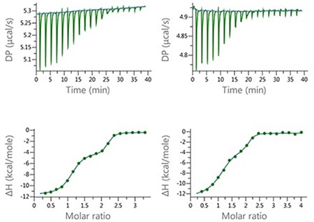 Raw and normalized heat plots for the titrations of the 1:1 mixture of EZA and FUR into bCAII. The titrations were carried out at 160 µM total concentration of the compounds in the syringe and 10 µM concentration of bCAII in the cell (left) or at 100 µM concentration of the compound mixture and 5 µM concentration of bCAII in the cell (right). 18 × 2 µl injection were made and the buffer was PBS, 2 v/v % DMSO at 25°C.