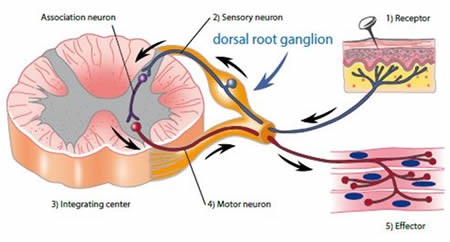 Nociceptive pathways