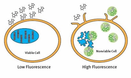 The CellTox™ Green Cytotoxicity Assay Principle
