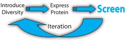 AME approach to directed evolution for protein engineering