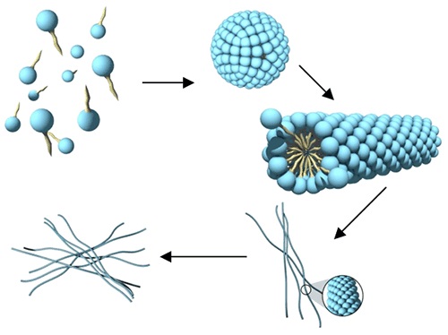 Phase behavior within the worm-like micelle microstructure