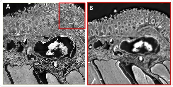 Comparison of images acquired using the 12.5X and enhanced 4X IR objectives. A) Mid‐infrared chemical image at 1656 cm‐1 of a colorectal tissue section describing a cross section through the mucosa, submucosa and muscularis externa. The 3x3 mosaic image was acquired using the 12.5X magnification objective. B) Mid‐infrared chemical image at 1656 cm‐1 of the same tissue area described in B). The single camera tile image was acquired using the enhanced 4X magnification objective.