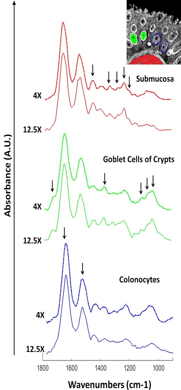 Extracted raw pixel spectra from the 12.5X and 4X infrared images described in figure 2. Spectra were extracted from the same X, Y co‐ordinates for both images. Prominent bands for tissue classes are highlighted.