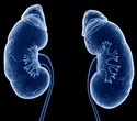 Breakthrough in building functional synthetic kidneys using assembloids