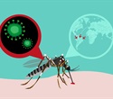 Zika virus exposure during pregnancy permanently shapes offspring's frontline immune cells