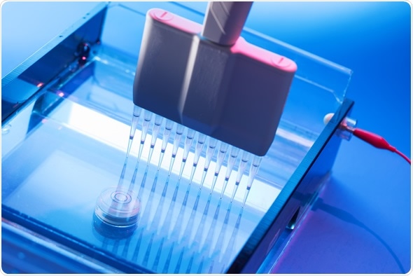 Loading DNA Samples onto an Agarose Gel for Electrophoresis