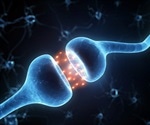 Scientists discover rapid synapse adaptation in neuronal communication
