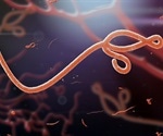 New cellular pathway protects cells from infection by Ebola virus, coronaviruses