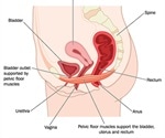 Types of Bladder Control Problems in Women
