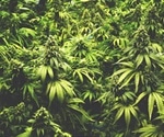 New research defines impact of cannabis on health