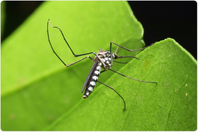 Image Credit: Winai Pantho / Shutterstock