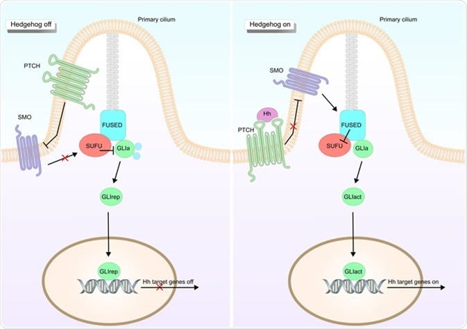 The Hedgehog signaling pathway. Image Credit: ellepigrafica / Shutterstock