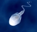 Study uncovers key protein complex controlling sperm motility and male fertility
