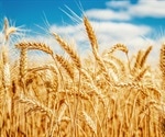 Gluten may not be the culprit for many people with irritable bowel syndrome