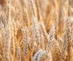 People with celiac disease have reactions to non-gluten wheat proteins