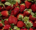Strawberries destroy cancer cells