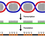 Amino Acids and Protein Sequences