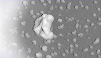 AFM Workshop's Atomic Force Microscopes for Nanoparticle Characterization