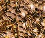 Wasp venom provides clues to how genes take on new functions