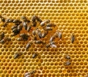 Bee-sting inspired microneedle patches offer pain-free drug delivery
