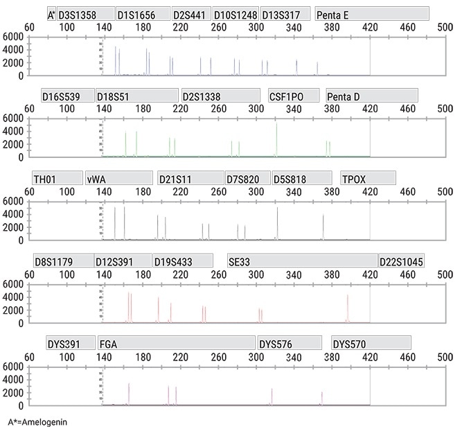 Electropherogram of 1ng of 2800 control DNA analyzed with PowerPlex® Fusion 6C System run on prototype Spectrum Compact CE System. Injection was performed at 1.2 kV for 8 seconds as a GeneMarker®, Mutation Surveyor® and GeneMapper®.