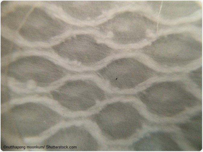 An example of scaffold in cell culture.