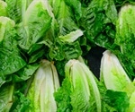 CDC says Romaine lettuce cannot be blamed yet for the E. coli outbreak