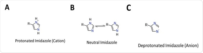 Figure 1  Protonation states of Histidine. (A) Protonated form (cation), operates as a general acid (B) Neutral form, operates as a nucleophile (C) Deprotonated form (aninon) operates as a general base.
