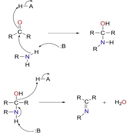 Figure 2 Imine formation. Mechanistically, imine formation is a two-step process. In step one (top) the amine attacks the carbonyl carbon. In step two (bottom), the nitrogen is deprotonated, and the oxygen of the carbonyl is eliminated as water.