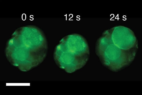 Dr Pierangelo Gobbo, Uni of Bristol Snapshots of video images showing a single cluster of artificial cells exhibiting a single beat-like oscillation as the temperature was changed above or below 37 ⁰C; scale bar, 50 μm.