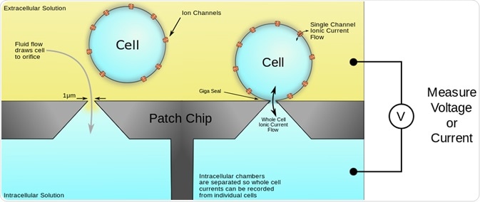 Automated patch clamp set up