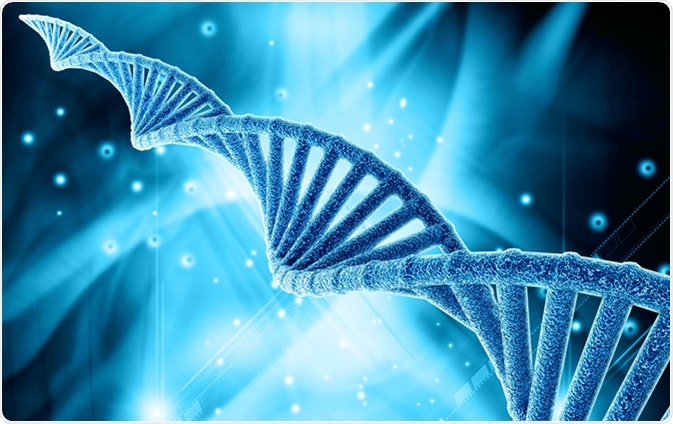 DNA structure illustration. Liya Graphics / Shutterstock