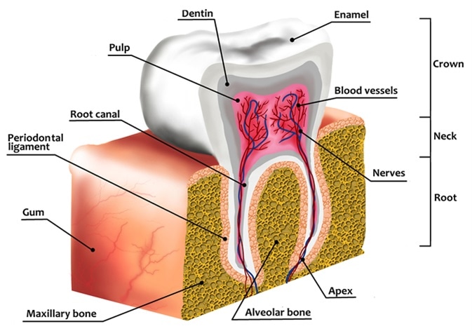 Human tooth decay anatomy diagram with description. Illustration of tooth cross section. Image Credit: Cessna152 / Shutterstock