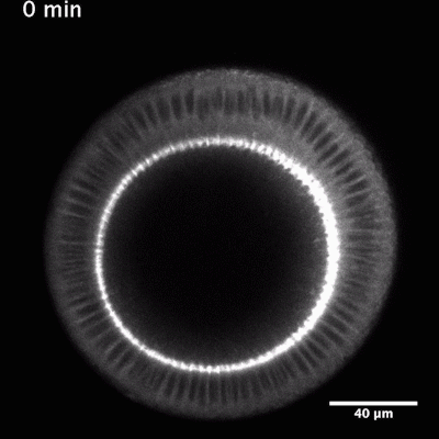 Movie S1_evensmaller.gif