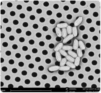 SEM image of Bacillus Pumilus.