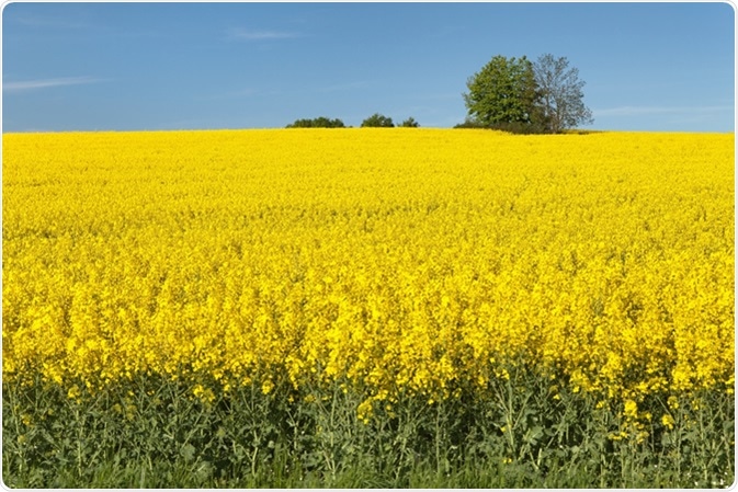 Brassica napus. Image Credit: Daniel Prudek / Shutterstock