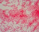 Gram Negative Bacteria