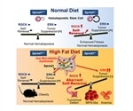 Researchers show how Spred1 molecule protects HSC homeostasis under diet-induced stress