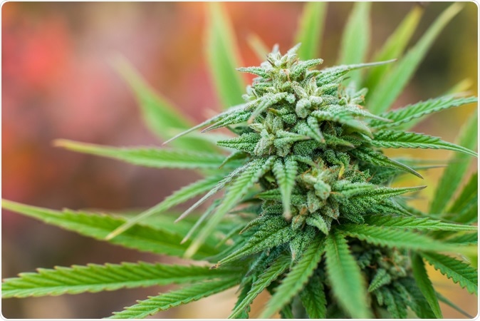 Marijuana plant flowering outdoors. Image Credit: Yarygin / Shutterstock