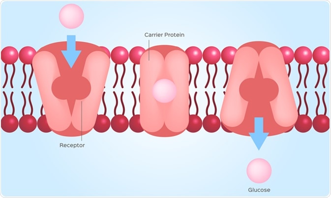 Facilitated diffusion or facilitated transport / cell anatomy. Image Credit: Gritsalak Karalak / Shutterstock