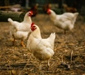 Wild birds found to be key drivers of H5N1 outbreak in North America