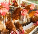 Fever-resistant bird flu viruses pose a significant threat to humans