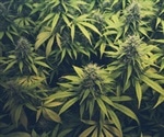 Study questions causal link between cannabis and brain changes