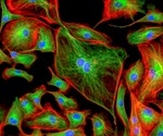 p53 protein peptide stops cancer in its tracks