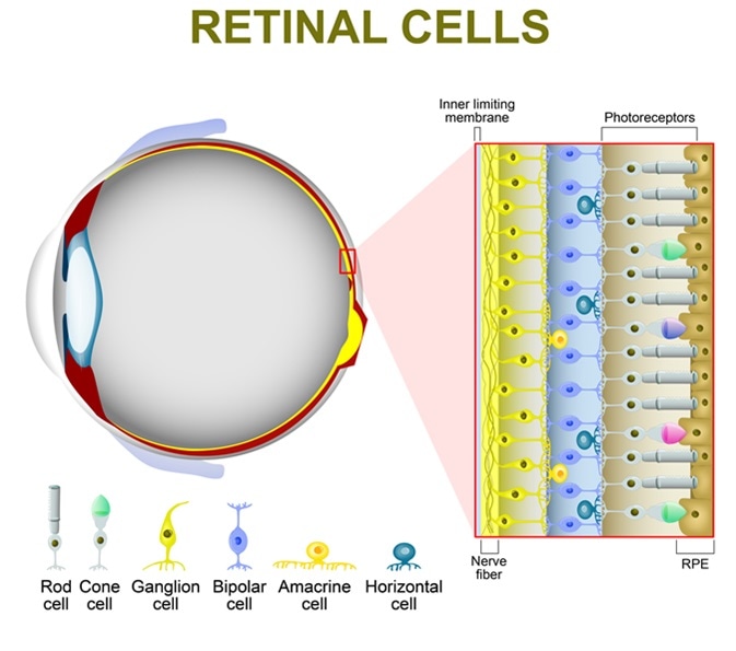 Rod and cone cells. The arrangement of retinal cells is shown in a cross section. Image Credit: Designua / Shutterstock
