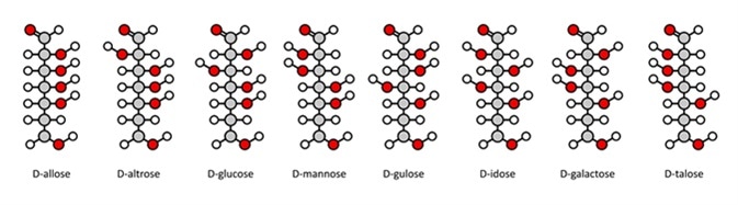 D-aldohexose sugars: allose, altrose, glucose, mannose, gulose, idose, galactose, talose. Fischer-like projections. Image Credit: molekuul_be / Shutterstock